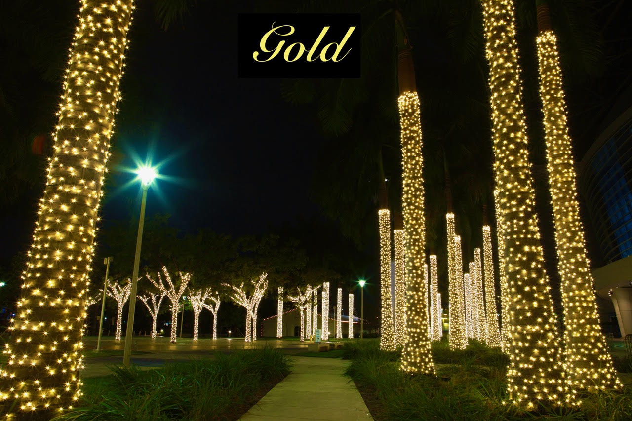 Gold palm-lined walkway Gold Christmas lights wrap a row of palm trunks alongside a walkway.