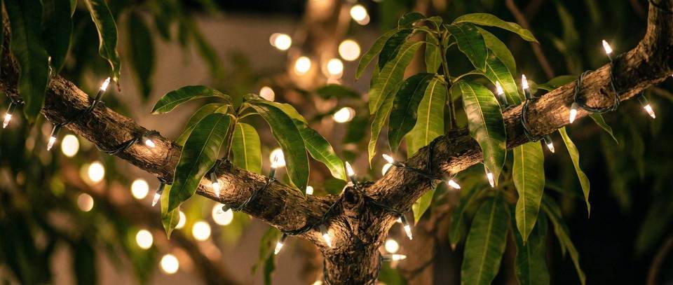 Mango tree wrapped in lights, Kendall: warm white Christmas lighting idea for Kendall, FL from Mr. Christmas Lights, (786) 228-6649