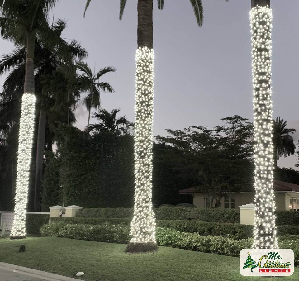 Palm wraps at night Palm wraps at night: real Christmas light installation by Mr. Christmas Lights in Miami, FL, (786) 228-6649