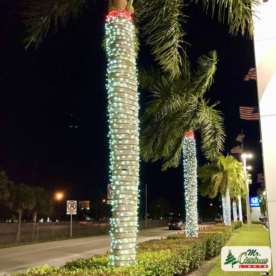 Tight palm trunk wrap Tight palm trunk wrap: real Christmas light installation by Mr. Christmas Lights in Miami, FL, (786) 228-6649
