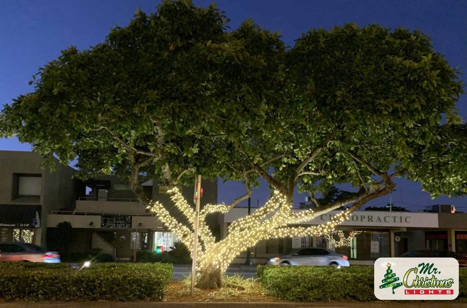 Shade tree glowing in front of a building Shade tree glowing in front of a building: real Christmas light installation by Mr. Christmas Lights in Miami, FL, (786) 228-6649