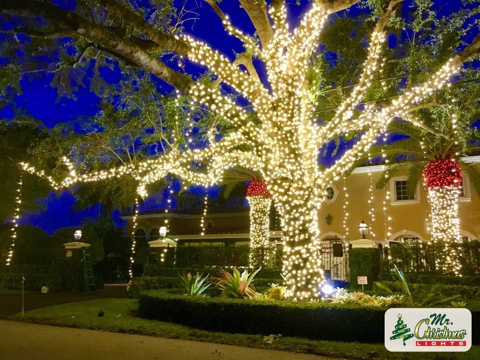 Oak tree canopy wrap Oak tree canopy wrap: real Christmas light installation by Mr. Christmas Lights in Miami, FL, (786) 228-6649